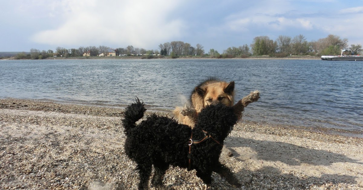 Der Pfotenblog Rund um den Hund FotoLoveStory Blacky und Manju am