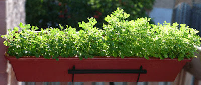 Hạt methi có thể làm rau ăn Hạt methi nảy mầm ăn như giá đậu, mù tạt