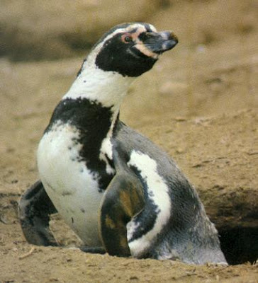 Pingüino saliendo de su nido Pingüino saliendo de su nido