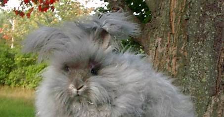 Which Comes From Angora Rabbits Angora Ladies Undershirt With Lace 30% Angora Share Which Comes From Angora Rabbits Angora Ladies Undershirt With Lace 30% Angora Share