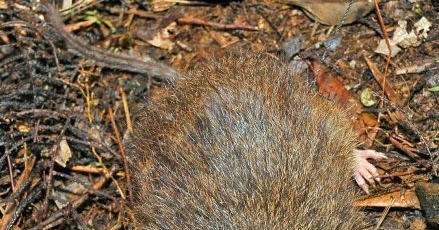 Be. Only Rodent hairy tail grey Consider, that Rodent hairy tail grey apologise