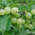 Health Benefits of Indian Gooseberry