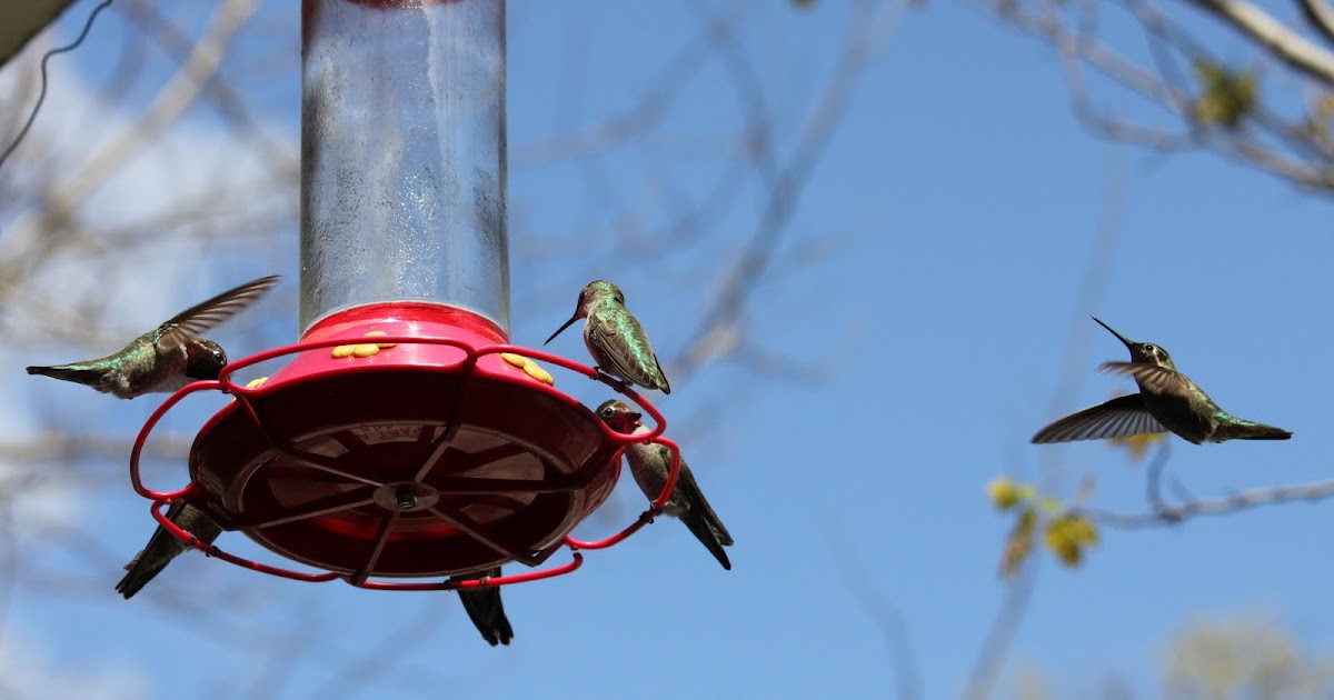 The Backyard Birder Hummingbirds flock to feeders during high winds