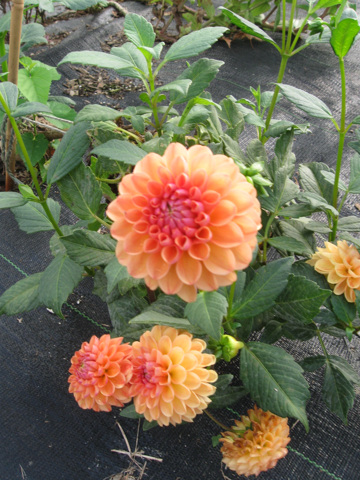 Get Growing Overwintering Dahlias