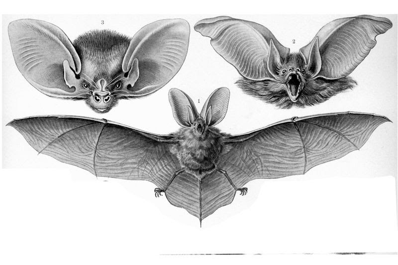 Bats are not bugs Ernst Haeckel, and the art of nature