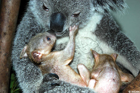 Koala Cat