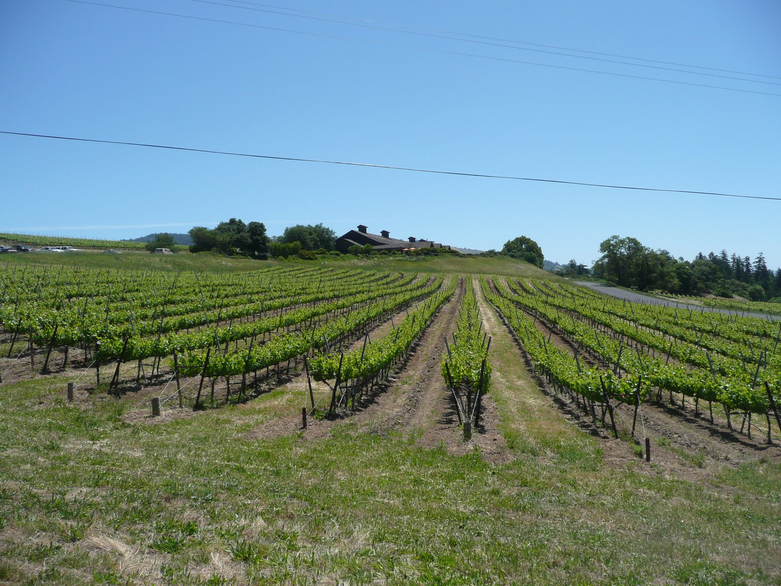 schillerwine The Sparkling Wines of Anderson Valley in Mendocino