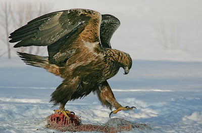 Eagle Bird's Image Eagle Bird's Image