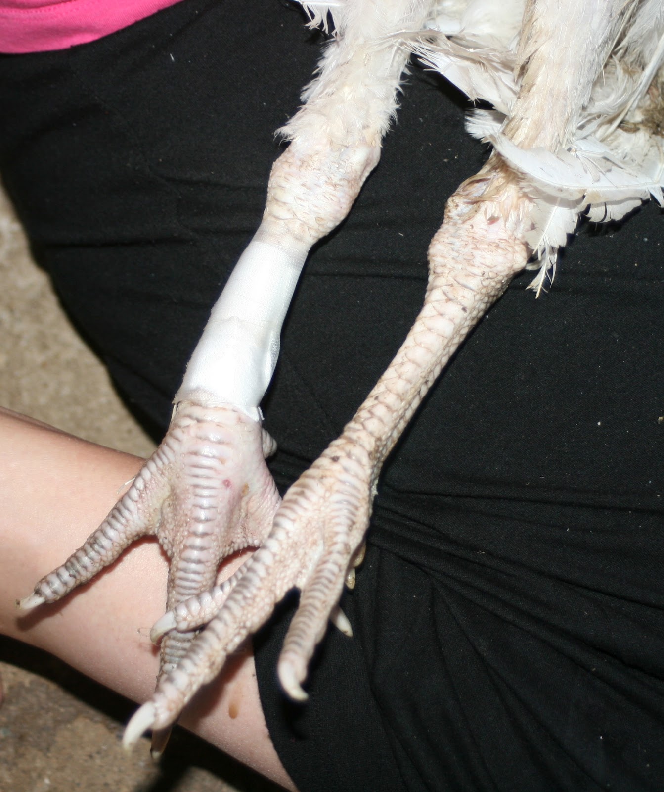 The Little Backyard Farm Treating Thanksgiving's Bumble Foot