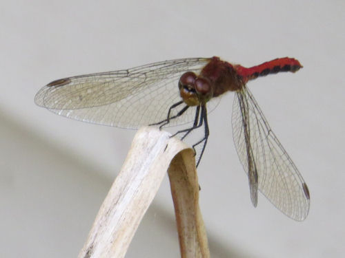 red dragonfly