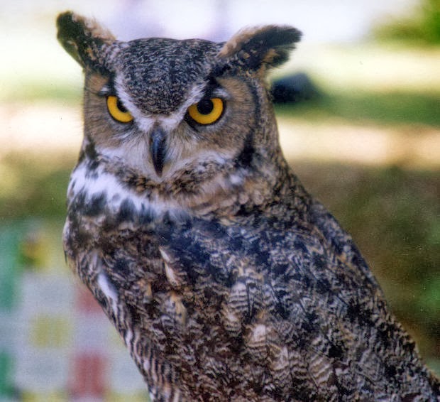 The Loudest Noise Comes from Knowing One Word Pundit