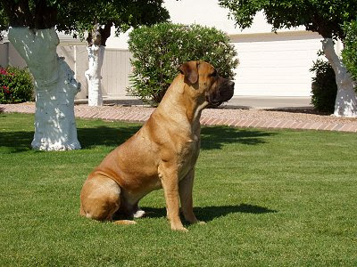 Mastiful African (Boerboel)