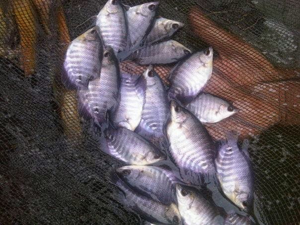 karisma koi fish pusat jual benih bibit ikan dan ikan karisma koi fish pusat jual benih bibit ikan dan ikan