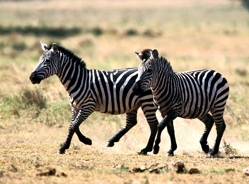 Abetarja Shqip - Zebra Abetarja Shqip