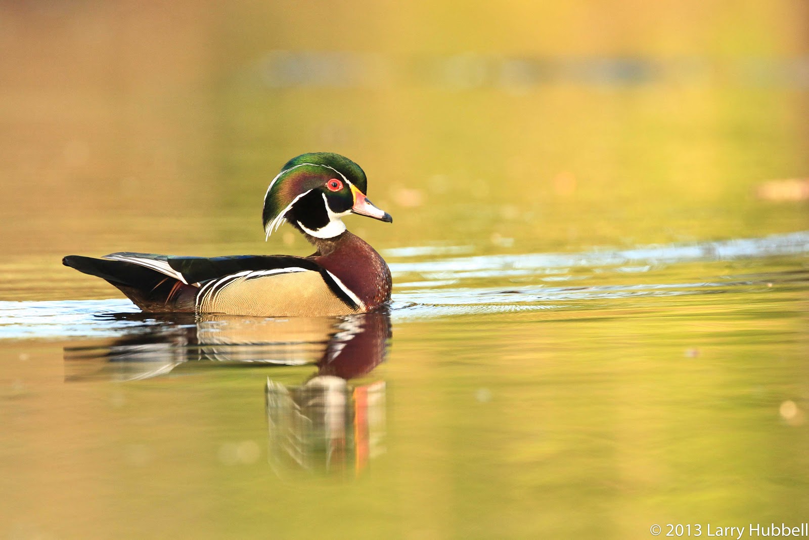 Union Bay Watch Ducks in Trees?