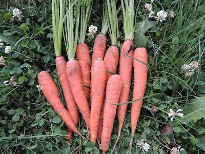 Carrots Harvesting Carrots