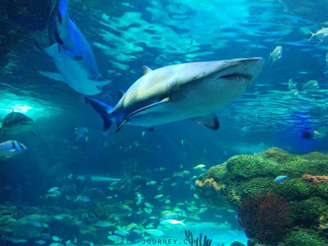 Ripley's Aquarium of Canada Dangerous Lagoon. Fish coral Toronto shark