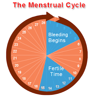 Women Menstrual Cycle
