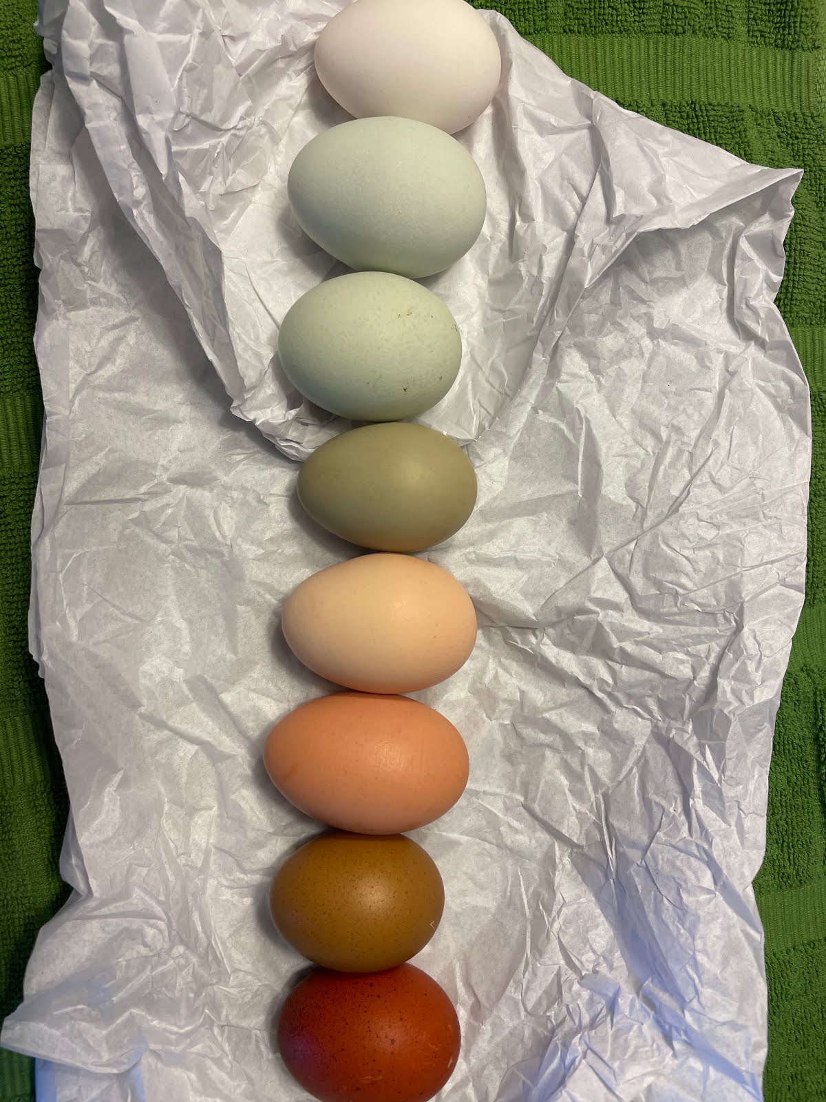Eggs of the HHS Farm