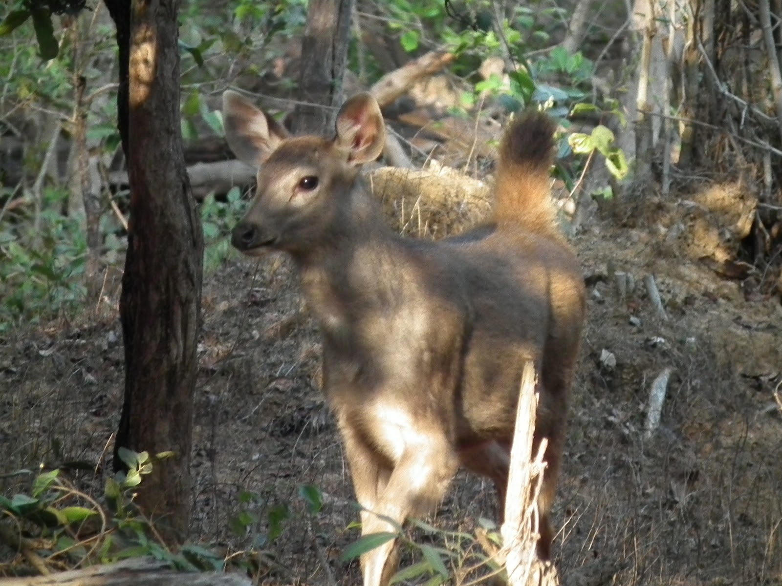 Sambar Deer