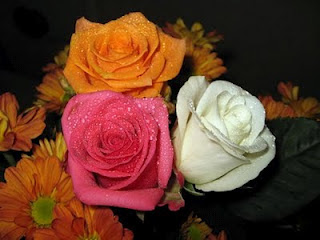 Beautiful White Rose Flower Wallpaper