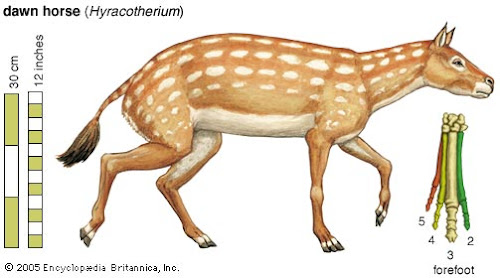 Hyracotherium los primeros caballos