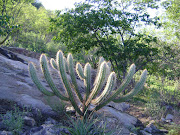 CACTO DO BIOMA CAATINGA