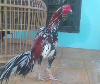 Ayam Bangkok Terbaik Indonesia,Best Bangkok Indonesian Chicken,