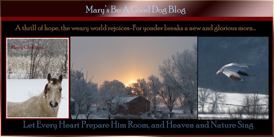 Mary's Be a GoodDog Blog