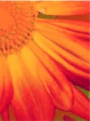 Orange Daisy