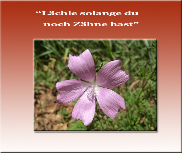 geburtstagswünsche mit blumen glückwünsche geburtstag für oma