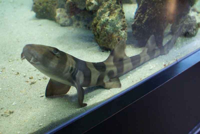 Bamboo Shark Fishes