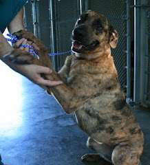 7/28/11 He is a dog that  wants to live but he is on deathrow.