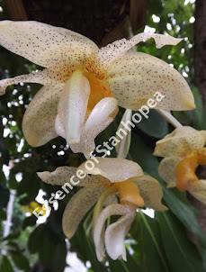 Stanhopea