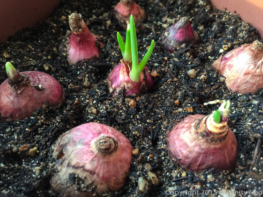 A Little Dose of Me Growing an Onion Plant Observation eJournal