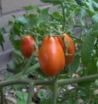 Roma Tomatoes Roma Tomatoes