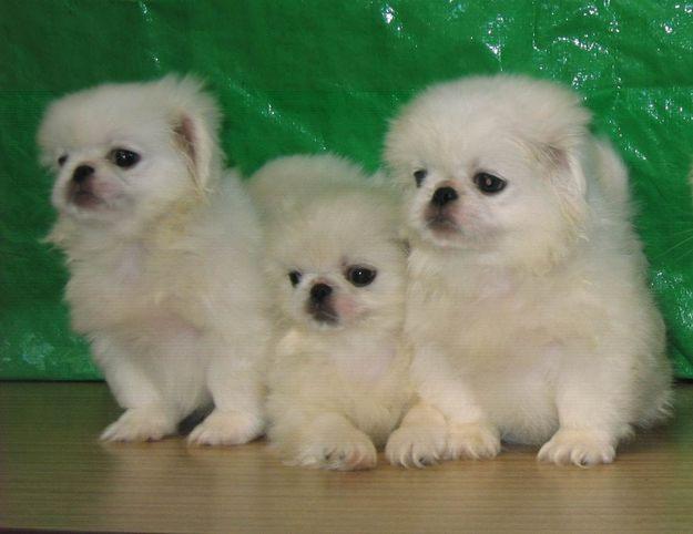 4 adorable Pekingese puppies for sale in Hawaii USA