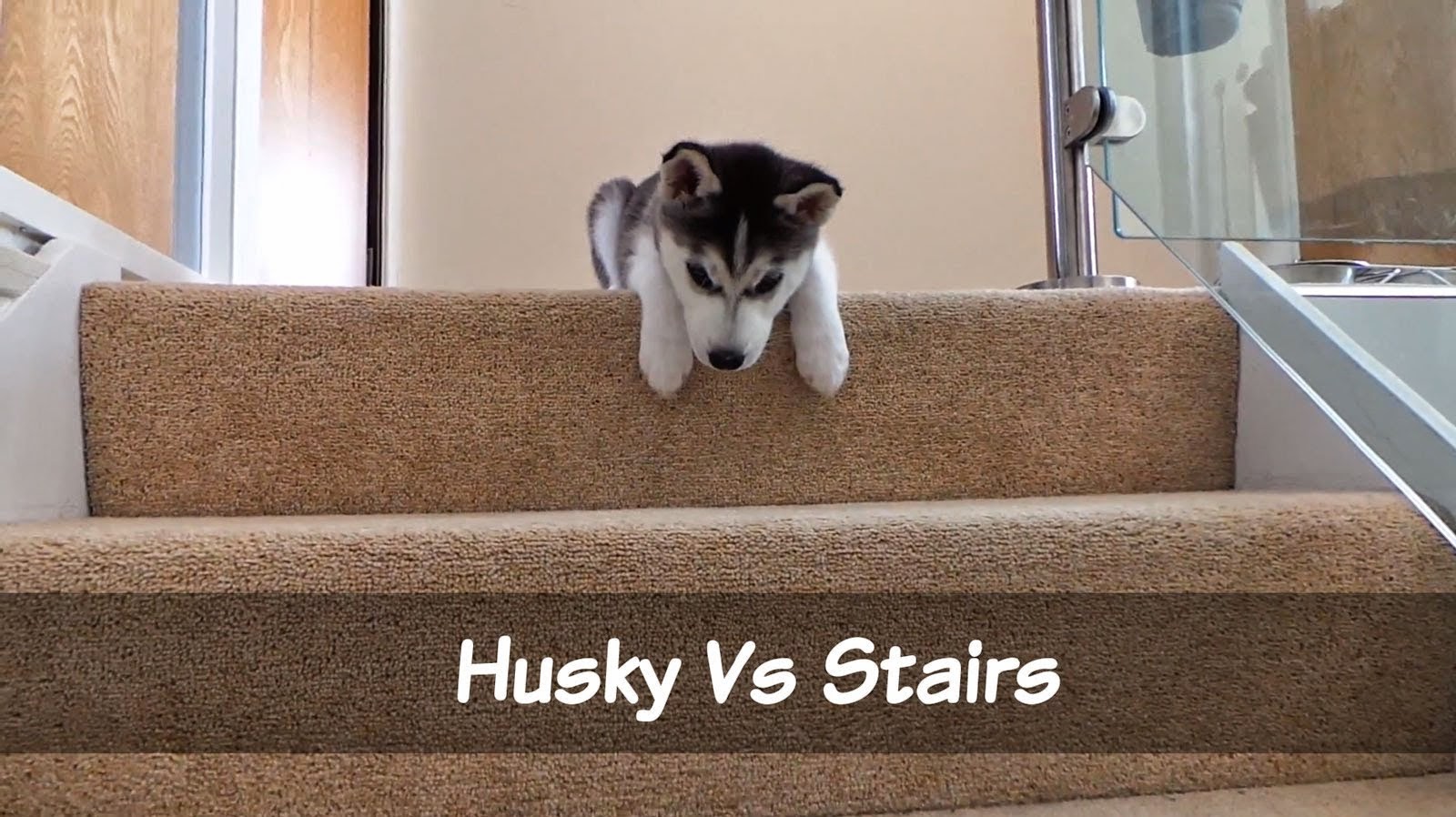 how long to walk a husky puppy