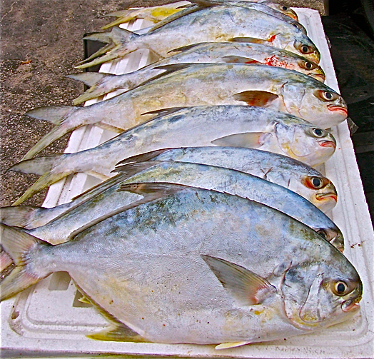 On Foot Angler From Henry SnookNook Jensen Beach