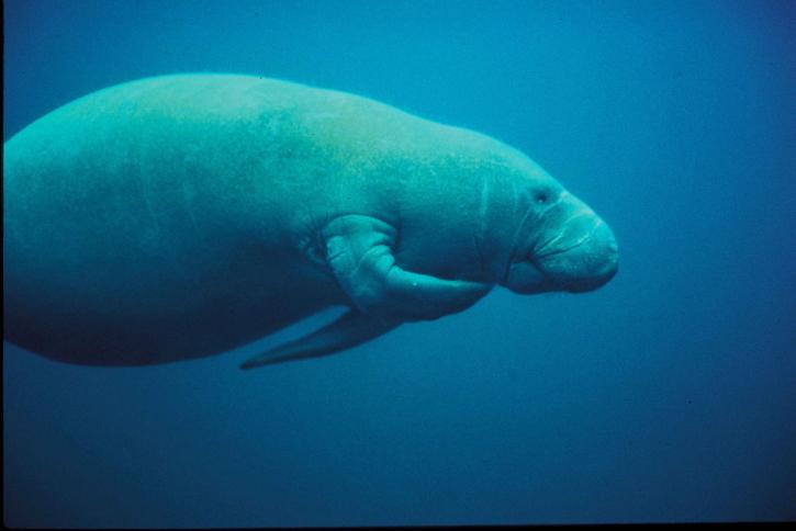 Keeper of the Zoo: Manatees Need You