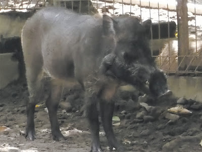 Hewan Liar Mengenal Babi Hutan Hewan Liar Mengenal Babi Hutan