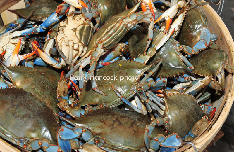 blue crab maryland blue crab maryland