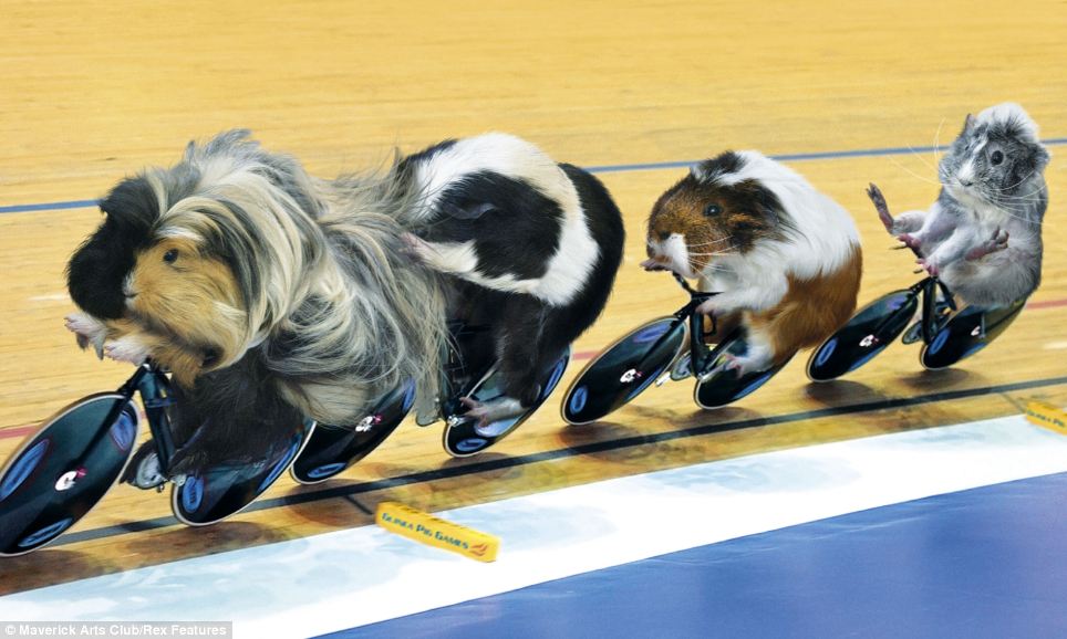 Ruma Kotare Guinea Pigs at the Olympics