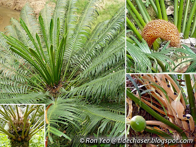 Seashore Cycad (Cycas edentata) Seashore Cycad (Cycas edentata)