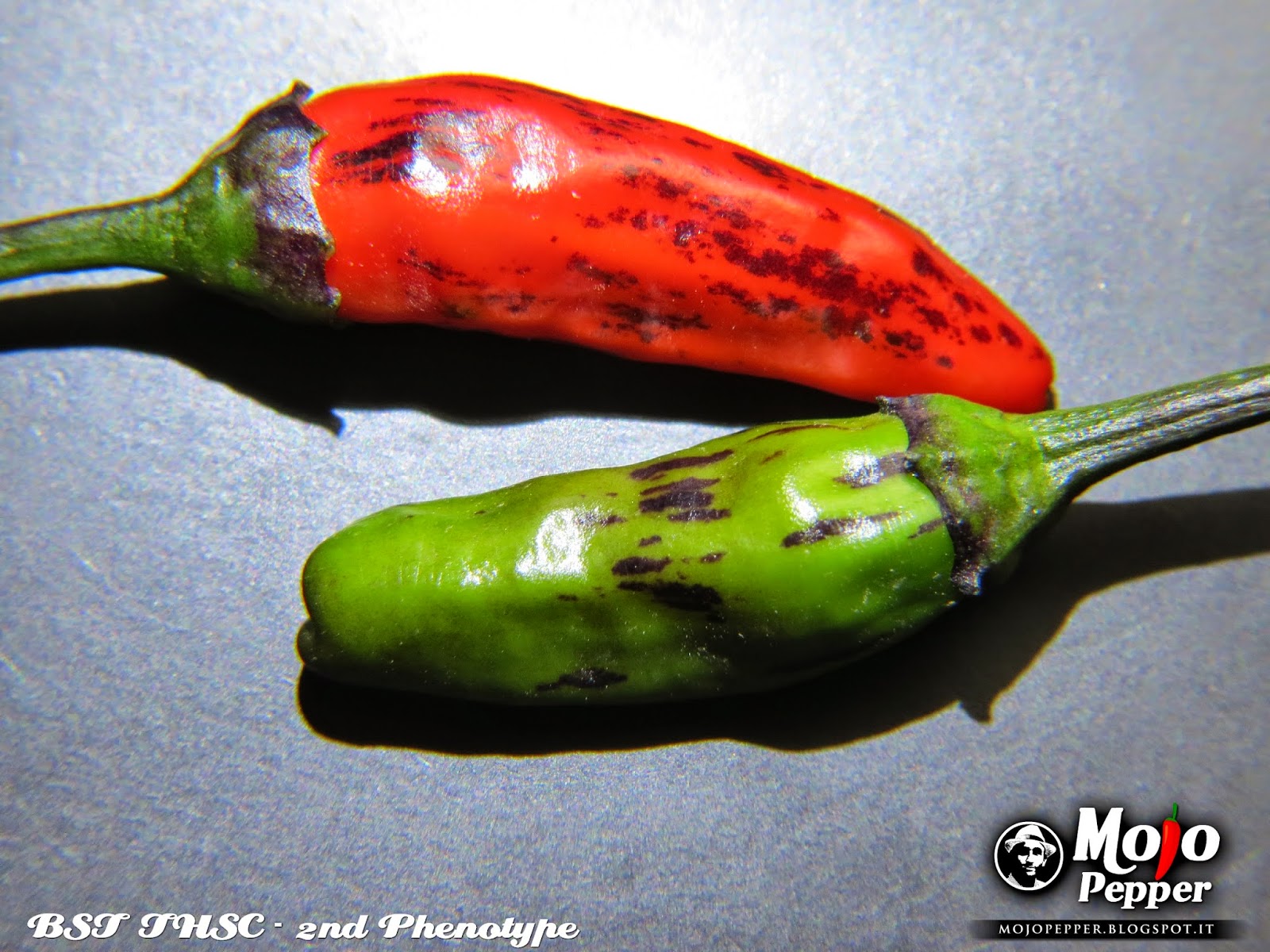 The Mojo Pepper Just a Chili Pepper grower Black Scorpion Tongue 2nd phenotype