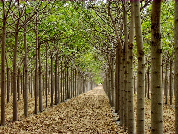 Environnement idéal à la plantation d'arbre paulownia
