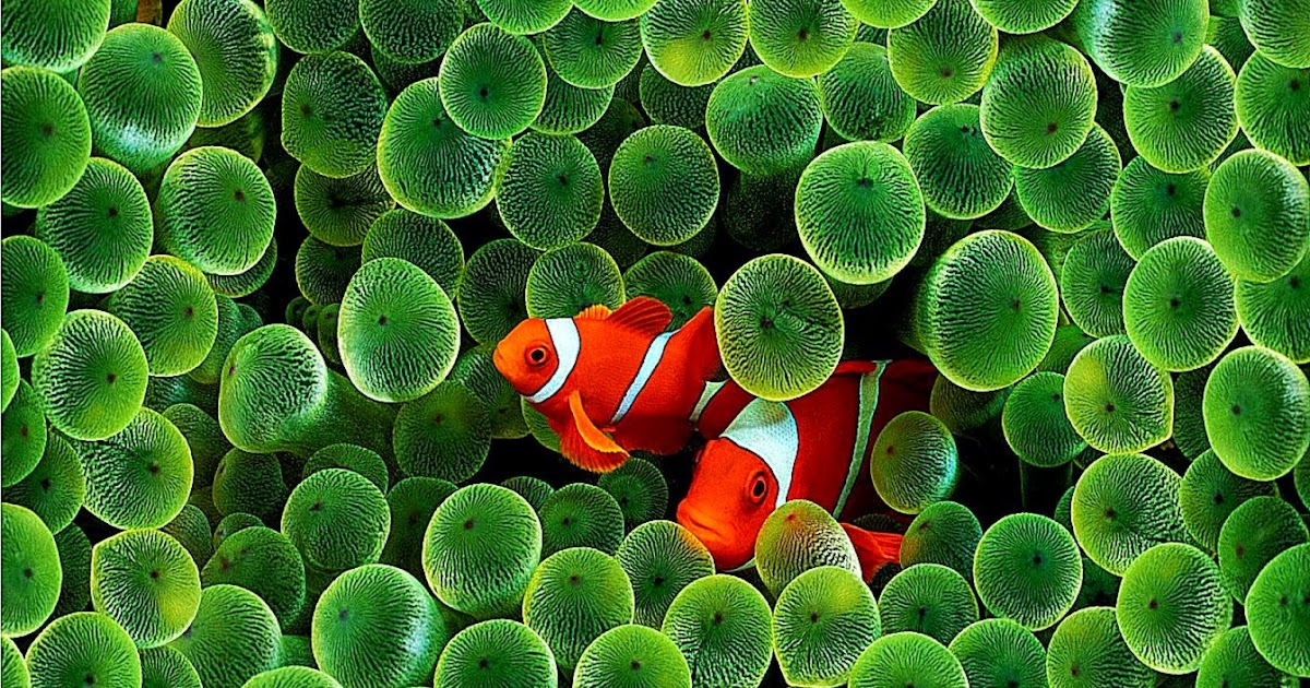 Wallpaper For Background Iphone Clown Fish | All Wallpapers Desktop