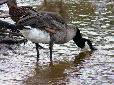 Lesser? Canada Goose, Calderstones Park