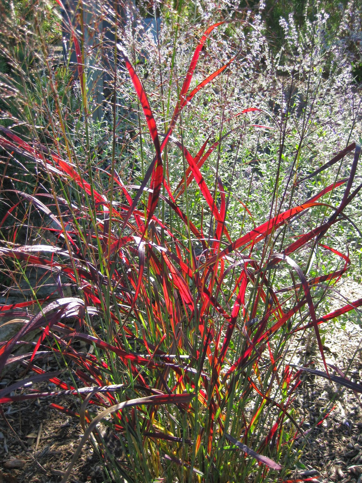 Rotary Botanical Gardens Hort Blog Perennial Grasses For Impact