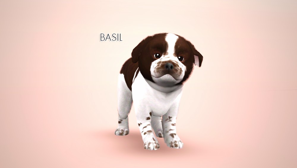 Sims Cats And Dogs No Puppies Sims Cats And Dogs No Puppies